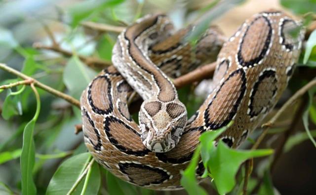 Rüyasında yılanlar tarafından ısırıldığını gören çiftçi falcıya koştu! Aldığı tavsiye hayatını zindan etti Rüyasında yılanlar tarafından ısırıldığını gören çiftçi falcıya koştu! Aldığı tavsiye hayatını zindan etti