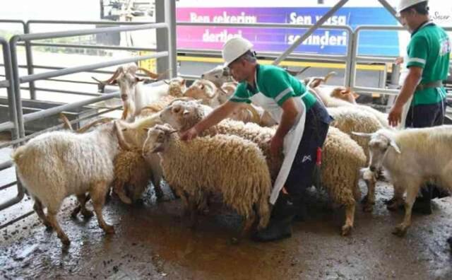 Kurbanlık hayvanı elektrik veya narkozla bayıltarak kesmek caiz midir?