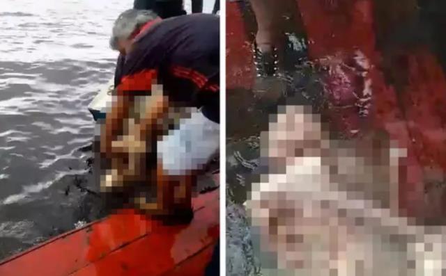 Pirana dolu nehre düştü, saatler sonra sadece kemikleri çıkarılabildi