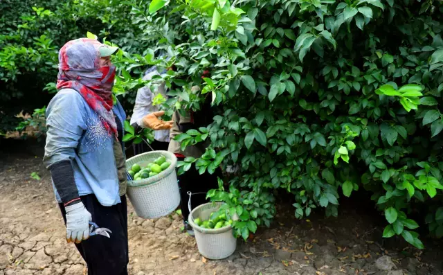 Zirai don piyasanın dengesini bozdu, limonun fiyatı 150 TL'yi aştı