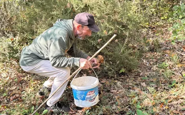 Istranca Ormanları'nda Mantar Popülasyonu Kuraklık Nedeniyle Düşüyor