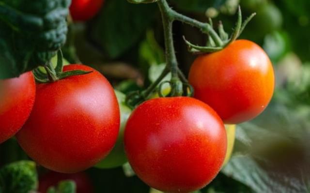 Rüyada domates yemek ne anlama geliyor? Rüyada domates salatası yemek ne demek?