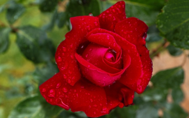 Sevgililer Günü mesajları! En güzel ve anlamlı 14 Şubat Sevgililer Günü mesajları!