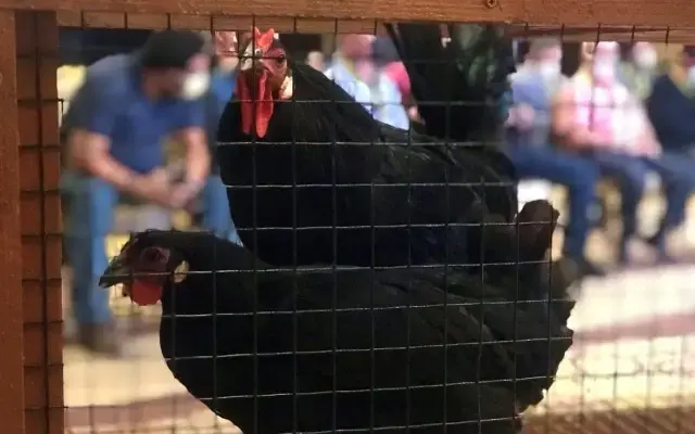 Yetiştirmesi 6 ay sürüyor, tanesi 3 bin 500 liradan alıcı buluyor