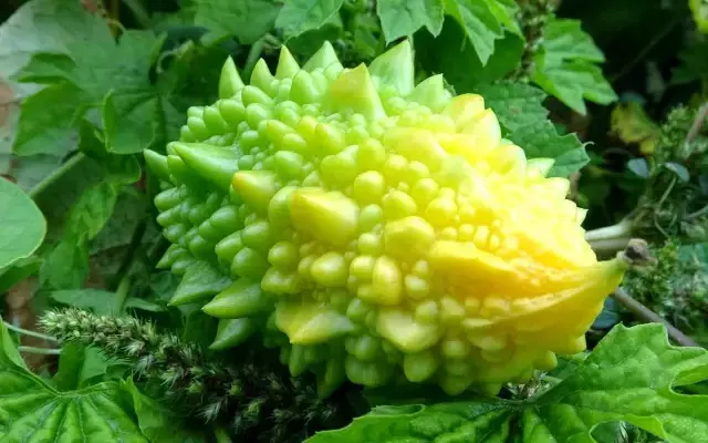 Para kazanamayınca serasını kapatan çiftçinin bahçesine, kısmet kendiliğinden geldi