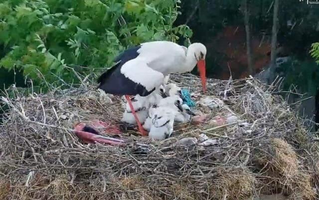 İşte annelik böyle bir şey! Fedakar leylak, ölüm pahasına yavrularını korudu