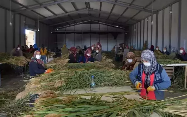 Ayşe öğretmenin 'pampas otu' projesi, köydeki 100 kadına iş imkanı sağladı