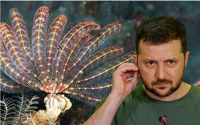 Deniz omurgasızı türü canlıya Zelenski'nin adı verildi