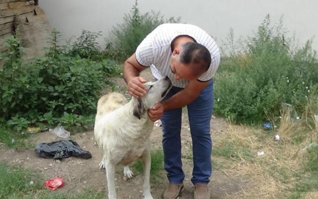 Tokat'tan dükkan önünde 45 dakika bekleyen köpeğin sırrı ortaya çıktı