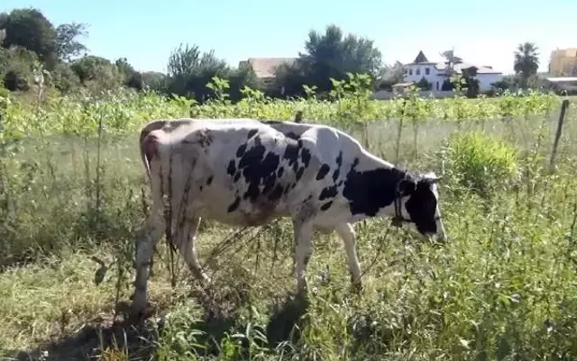 10 metrelik kuyuya düşen inek, vinçle çıkarıldı