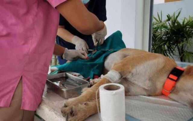 Hayvanların kısırlaştırılması caiz midir? Hayvanları kısırlaştırmak günah mı?