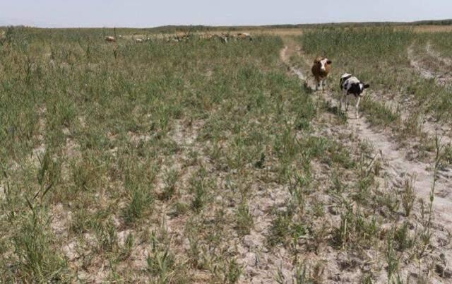 Bir zamanlar Nasrettin Hoca'nın maya çaldığı Akşehir Gölü çöle döndü