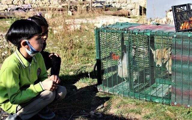 Kümes sahibinin tavuklarını öldüren tilkiye yaptığı herkesten alkış aldı