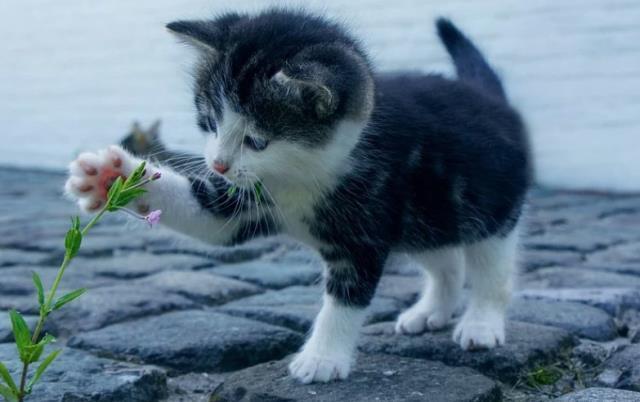 Rüyada kedi görmek, rüyada yavru kedi görmek, rüyada beyaz kedi görmek, rüyada kedi yavrusu görmek