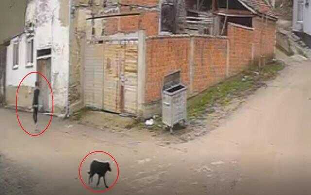 Köpekleri, tavuklarını öldürdüğü için vurmuş