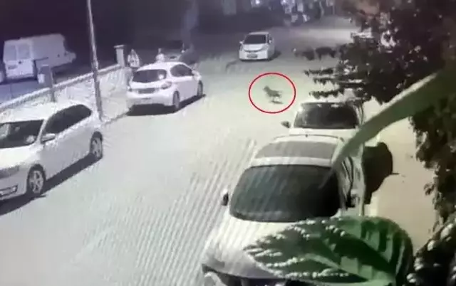 Pitbull Köpek, Evcil Köpeğe Saldırdı: Kadın Yaralandı