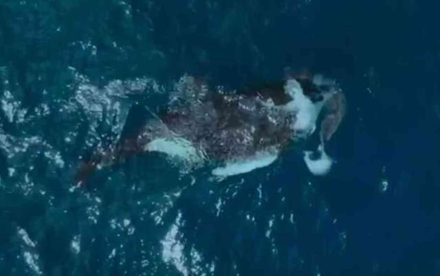 60 Yaşındaki katil balina, dev bir köpek balığını saniyeler içinde öldürdü: Bilim adamaları böyle bir saldırıya ilk kez şahit olduklarını söyledi