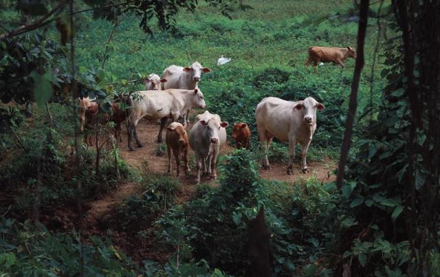 Rüyada dana görmek ne anlama gelir? Rüyada dana kesmek, almak ve kovalamak anlamı nedir?