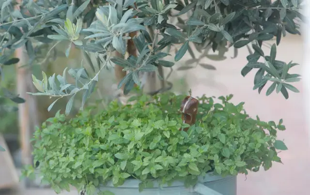 Trans birey banyoda tanınmaz halde ölü bulundu, en yakını gözaltında
