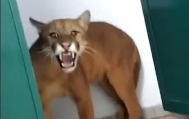 Beklenmedik misafir görenleri şaşırttı okul tuvaletinden puma çıktı