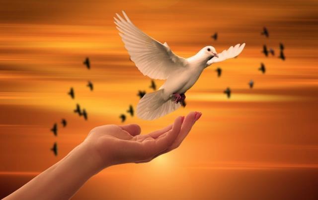 Rüyada güvercin almak ne anlama gelir? Rüyada güvercin sürüsü görmek neye işarettir?