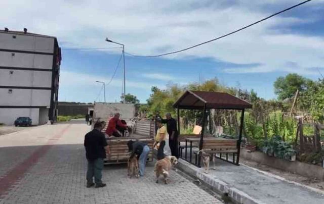 Sokak köpekleri, küçük kıza saldırdı! Hayvan severler ile mahalleli karşı karşıya geldi