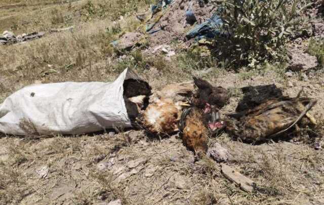 Başıboş köpekler tarafından 50 tavuk telef edildi