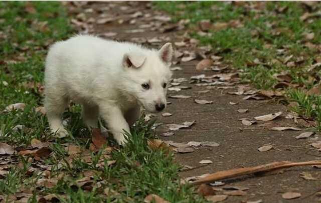 Dünyaca ünlü zoolog Adam Britton köpeklere tecavüz ve işkence suçlarını kabul etti