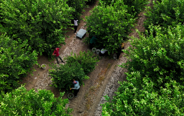 Zirai don piyasanın dengesini bozdu, limonun fiyatı 150 TL'yi aştı