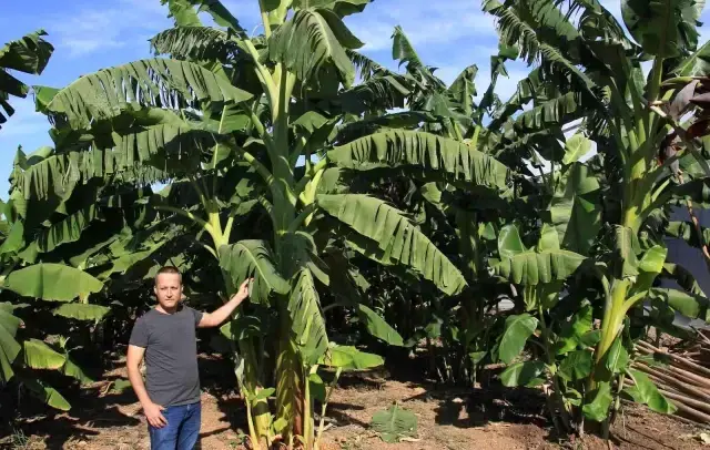 6 yeni muz çeşidi geliştirildi, çiftçi yüzde 30 fazla kazanacak