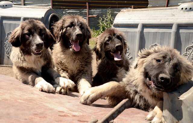 Türkiye'deki köpek cinsleri ve ırkları: Yerel ve uluslararası