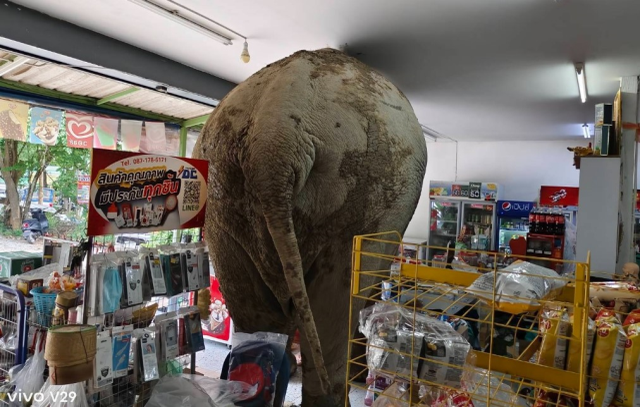 Vahşi fil marketi bastı, raflardaki atıştırmalıkları yedi
