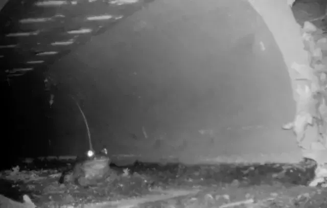 Kurbağaların rahatça çiftleşmesi için yapılan aşk tünelinde inşaat sona erdi