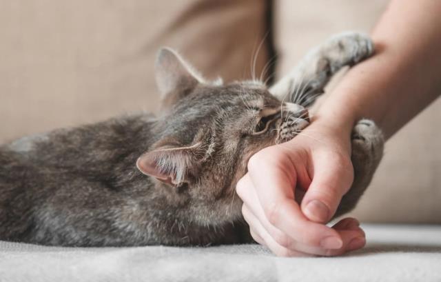 Rüyada elinin kanaması ne demek? Rüyada elini köpek ısırması ve kanaması nedir? Rüyada elinin kesilmesi ve kanaması ne anlama gelir?