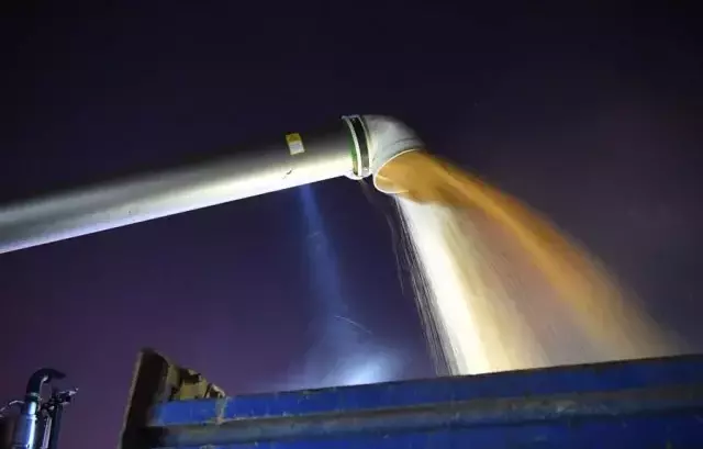 Çin'in Henan Eyaletinde Buğday Hasadı Tamamlanmak Üzere