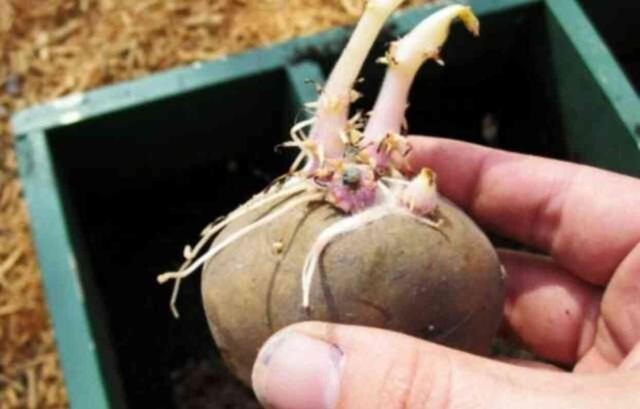 Filizlenmiş patates yenir mi? Filizlenmiş patates zararlı mı, yersek ne olur? Filizlenmiş patates zehirler mi?