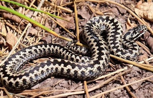 Yetkililerden tatilcilere hayati uyarı! İngiliz sahilleri zehirli engerek yılanlarıyla doldu taştı!