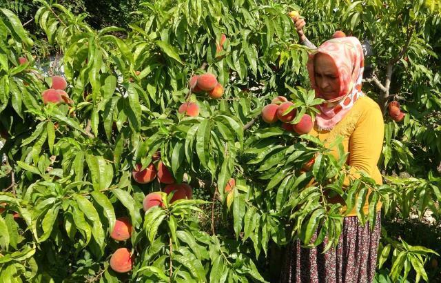 Makas gittikçe açılıyor! Tarladan geçen yılın yarı fiyatına çıkan şeftali, markette 6'ya katlanıyor