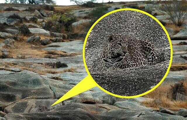 Fotoğraftaki leoparı görebiliyorsanız bir şahinin gözlerine sahipsiniz