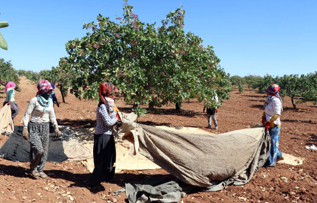 Tarlaya girenin yüzü düştü: Tarihin en kötü hasadı