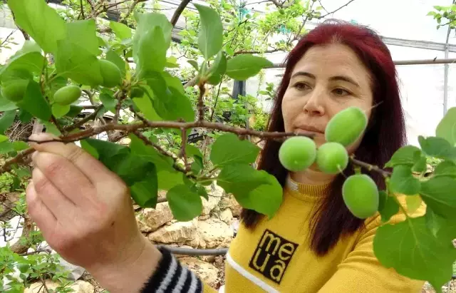 Sezonun ilk çağla hasadı Mersin'de yapıldı, kilosu 500 TL'den satıldı