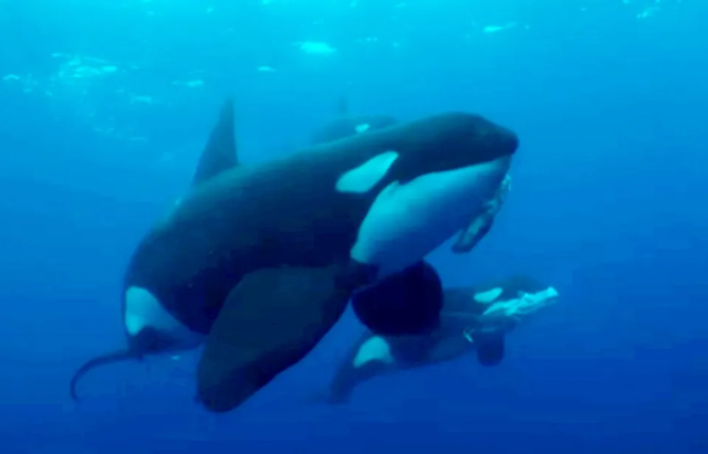 Denizlerin efendisi kim? Orkalar köpekbalığını saniyeler içinde parçaladı