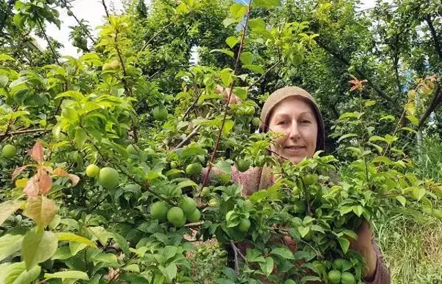 Sezonu 600 TL'den açan eriğin kilosu 90 TL'ye kadar düştü