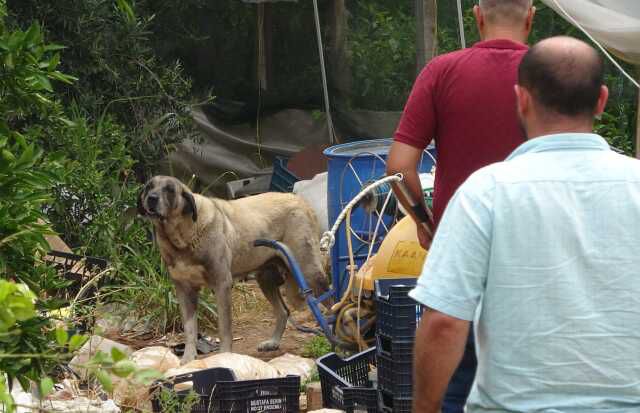 Yaşlı kadını hastanelik eden sokak köpeği, ekipleri de canından bezdirdi! Yakalamaları 2 gün sürdü