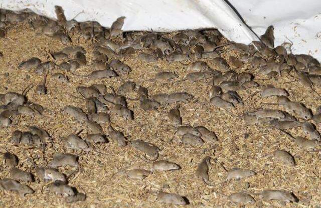 Avustralya, fare istilasından kurtulamadan yeni bir felaketle karşı karşıya! Her yeri örümcek ağı sardı