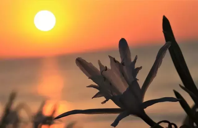 Nesli tükenme tehlikesi altında bulunan bu çiçeği koparana 109 bin lira ceza yazılıyor