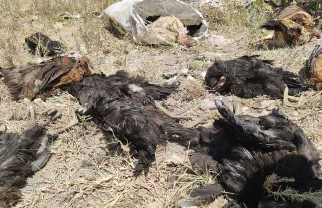 Başıboş köpekler tarafından 50 tavuk telef edildi