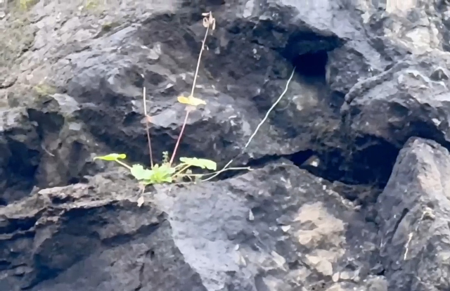 Amasra'da Kablolar Paniğe Neden Oldu, Yol Yeniden Açıldı