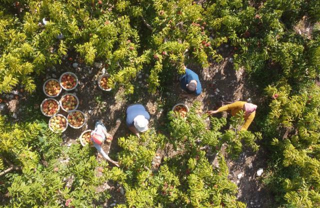 Makas gittikçe açılıyor! Tarladan geçen yılın yarı fiyatına çıkan şeftali, markette 6'ya katlanıyor
