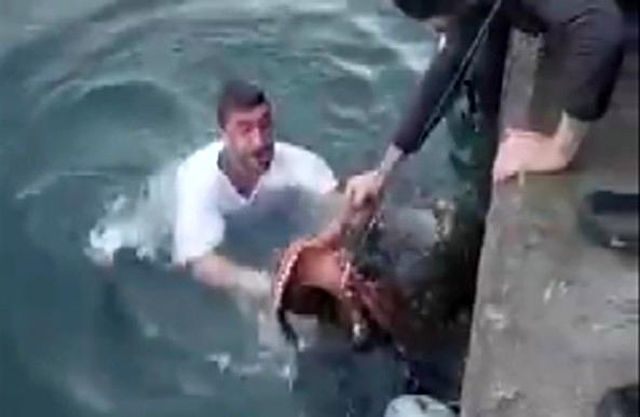 6 kiloluk ahtapotu denize atlayıp eliyle yakaladı!